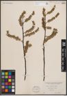 Foto von Salix discolor Muhl.